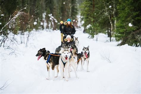 lapland safaris|lapland safaris rovaniemi.